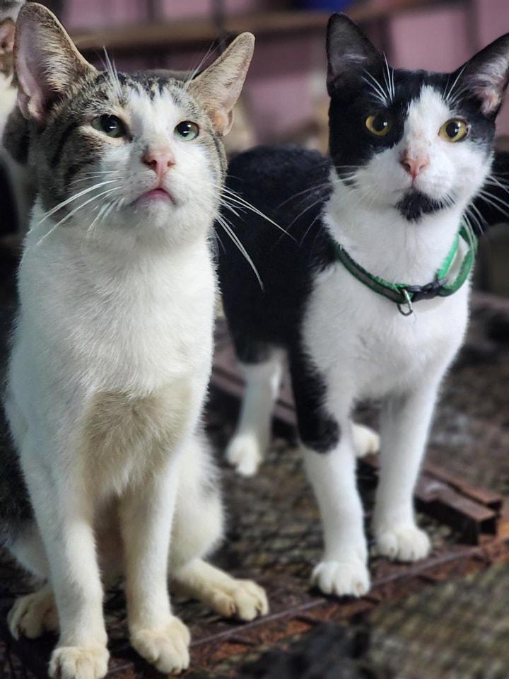 Refugio “Amor y Abrigo” anuncia que podría cerrar