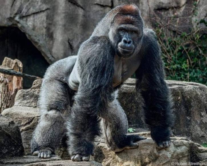 En el zoológico están con el corazón roto por la muerte del gorila pero consideran fue inevitable para salvar al menor.