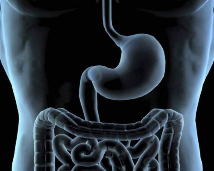 El estómago es el órgano principal de la digestión y a pesar de que parece difícil que podamos vivir sin él, lo cierto es que no es un órgano clave para garantizar nuestra supervivencia.<br/>A las personas con càncer al estómago u otras condiciones se les remueve el estómago o parte de él, cuando eso sucede el intestino delgado se conecta directamente con el esófago permitiendo que puedan consumir alimentos pequeños. Un procedimiento que se conoce como gastrectomía.