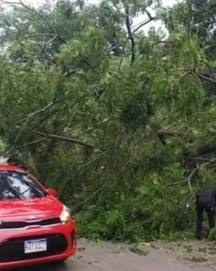 Los árboles han cedido ante las constantes lluvias en la zona insular de Honduras.
