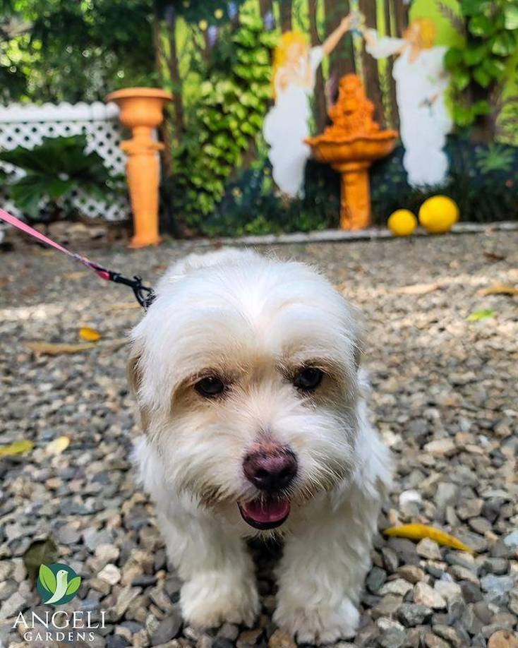 Angeli Gardens cuenta con un amplio espacio al aire libre para que puedas departir con tu familia y mascotas.