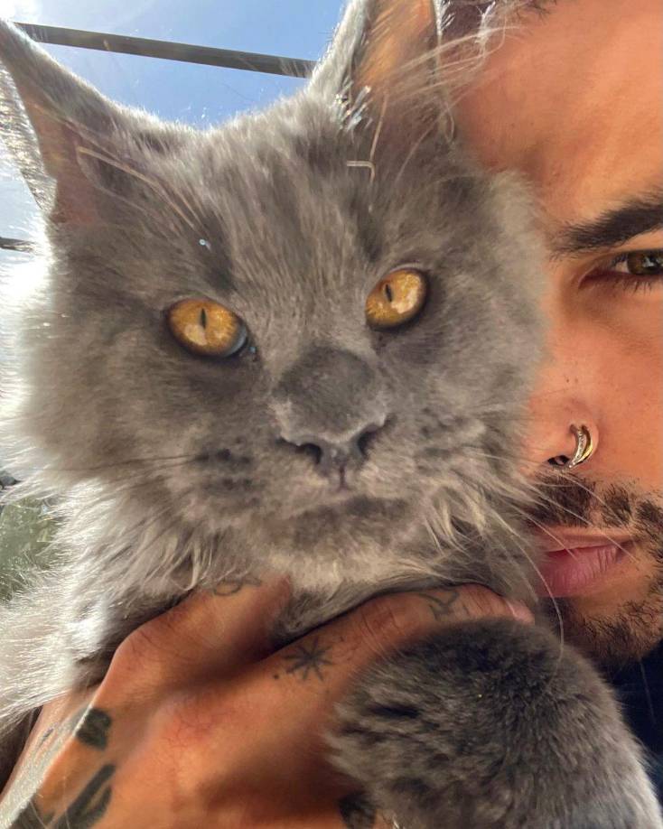 Por otro lado, el artista fue visto la noche anterior en Miami, en la celebración de los Premios Billboard, donde fue finalista en siete categorías y horas antes, publicó un carrusel de fotos descansando en su casa junto a su gato Kemuri. Tras dar a conocer la noticia, su último post fue bombardeado de comentarios negativos. 