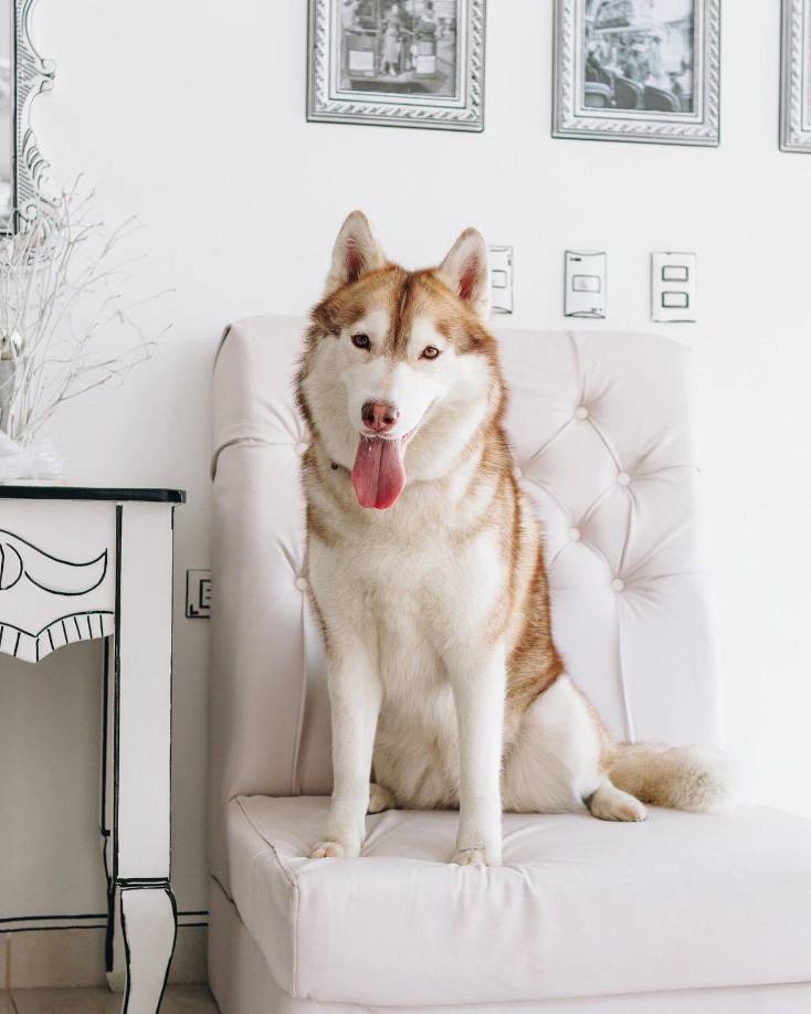 Uno de sus mayores atractivos es que se permite llevar mascotas, pues comprenden que en la vida moderna muchas personas aman salir a pasear con sus animalitos.