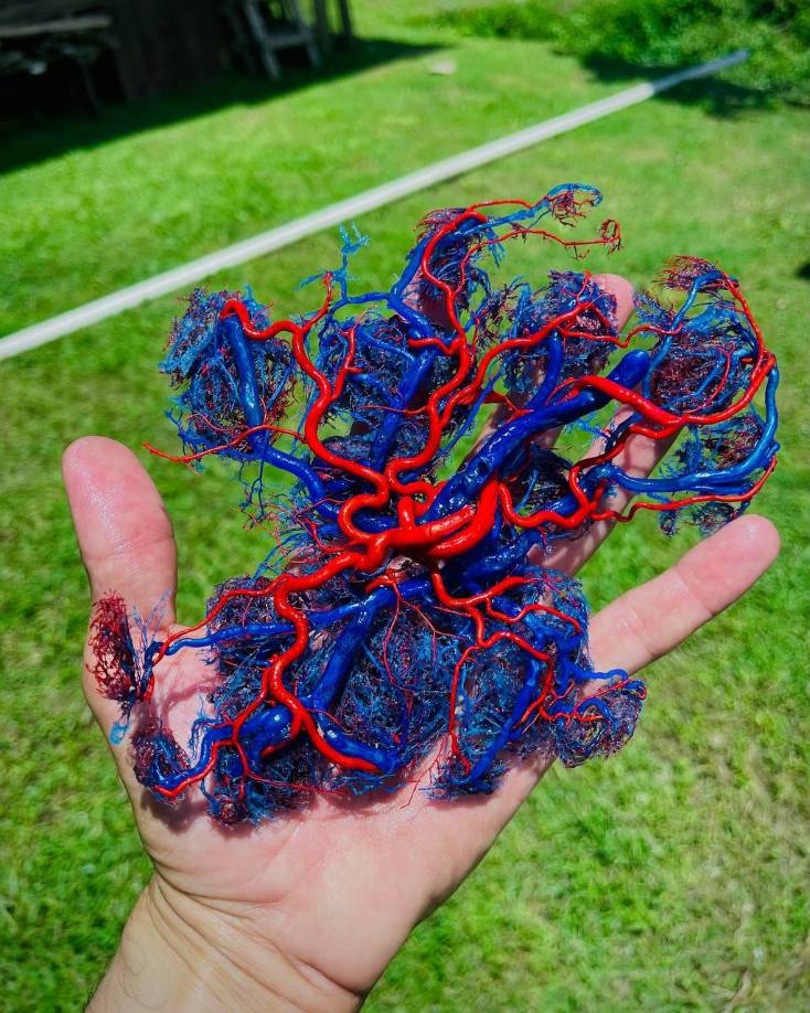 En entrevista con Mi Finde, Chávez Menjívar compartió que en 2017 comenzó a experimentar en casa con inyección corrosión, una técnica anatómica usada para visualizar ramificaciones y caminos del sistema circulatorio. 