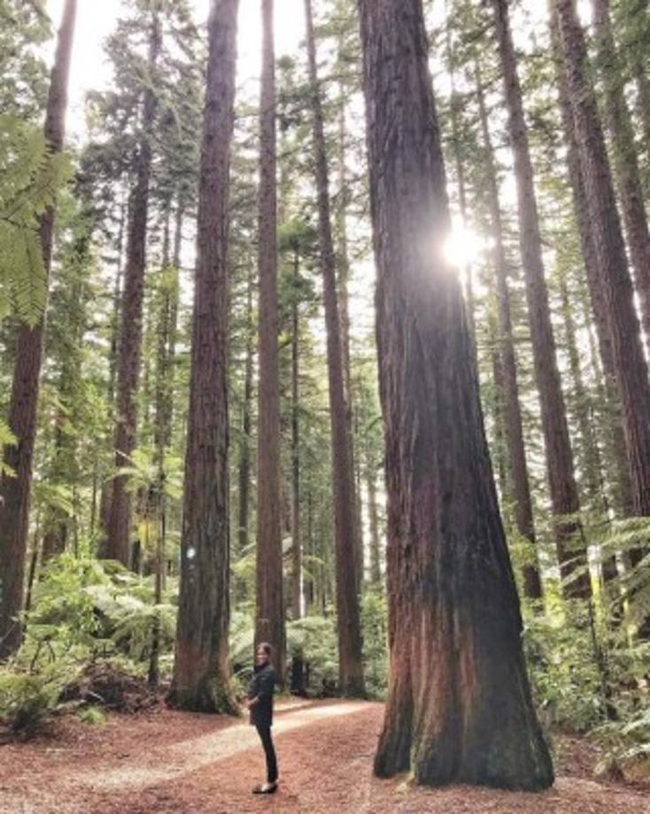 Al final de la gira, Harry y Meghan compartieron una foto que Harry le tomó a Meghan sosteniendo su vientre bajo un dosel de secoyas.<br/><br/>