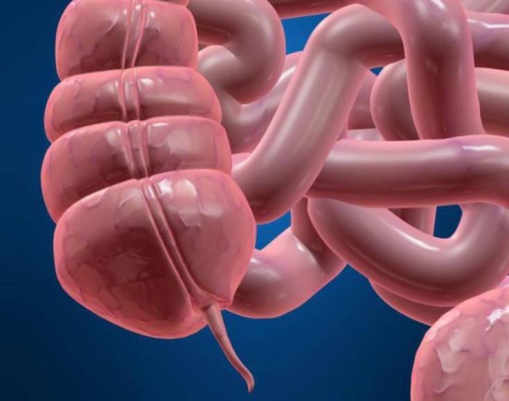 Hasta hace poco, el apéndice era considerado un órgano innecesario, pero recientemente los científicos descubrieron que tiene un propósito útil: actúa como depósito de las bacterias buenas que ayudan a los intestinos a funcionar adecuadamente.
