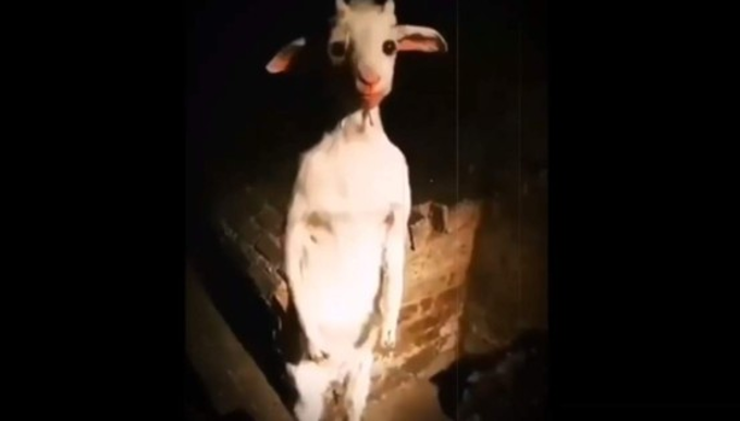Video viral: cabra ‘endemoniada’ es captada en dos patas en un