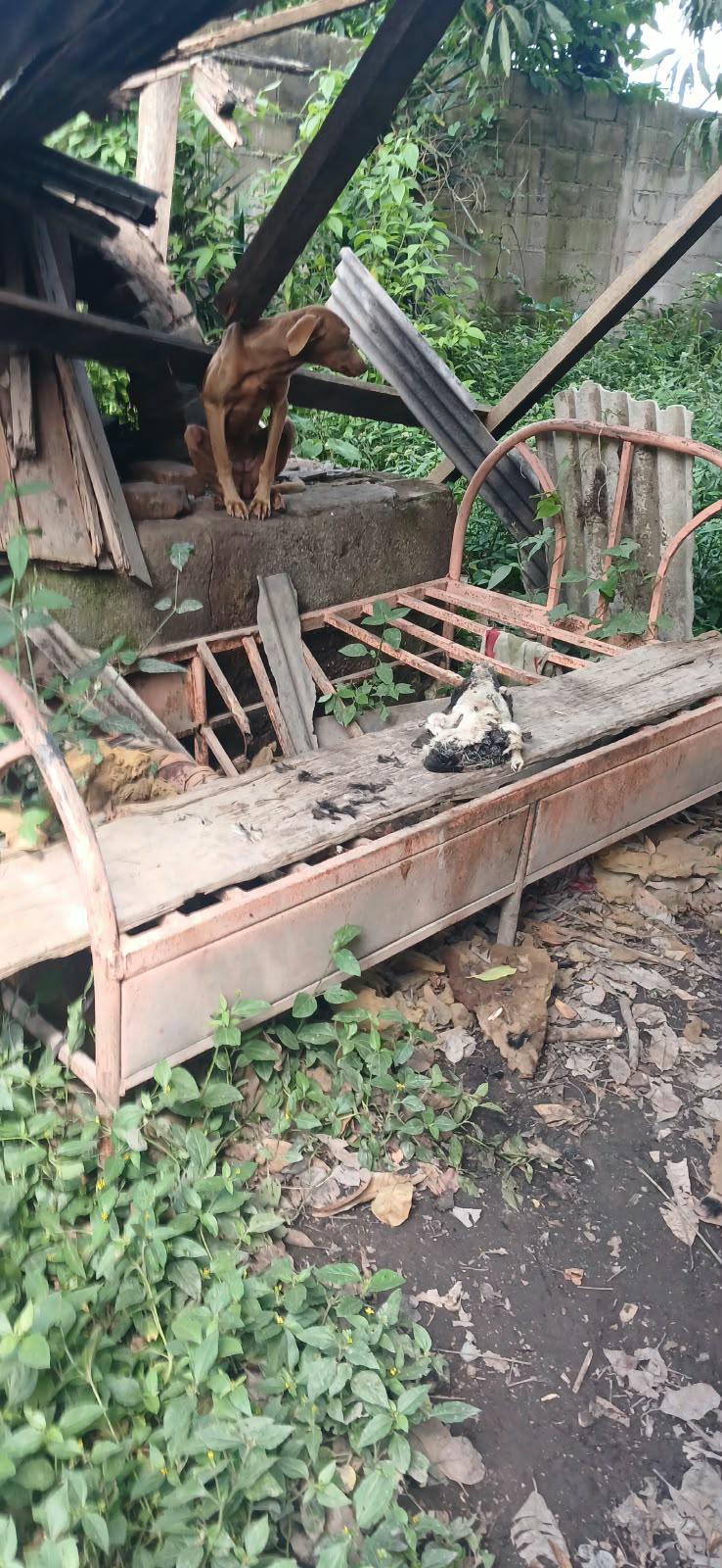 Policía abre investigación contra taquero señalado de tener perros muertos en su casa