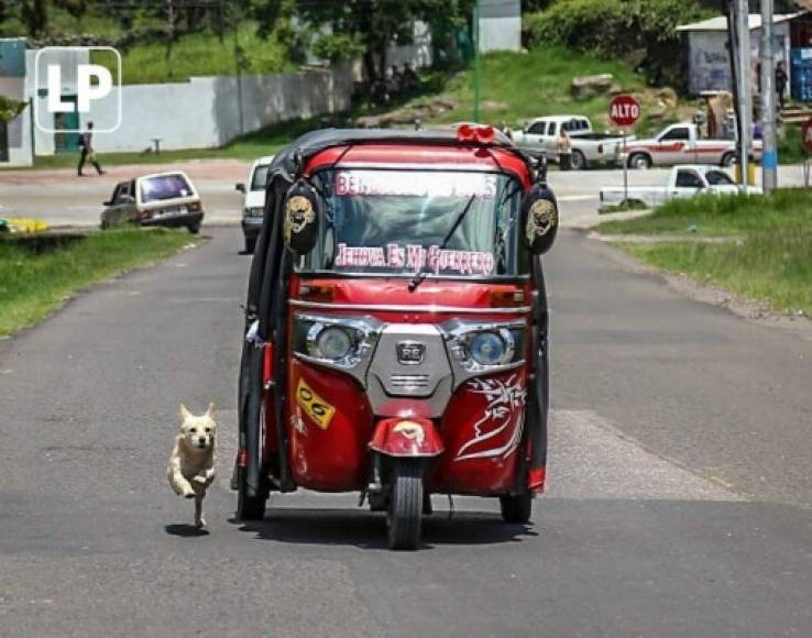 Imagen precisa: el can y la mototaxi van a la misma velocidad.