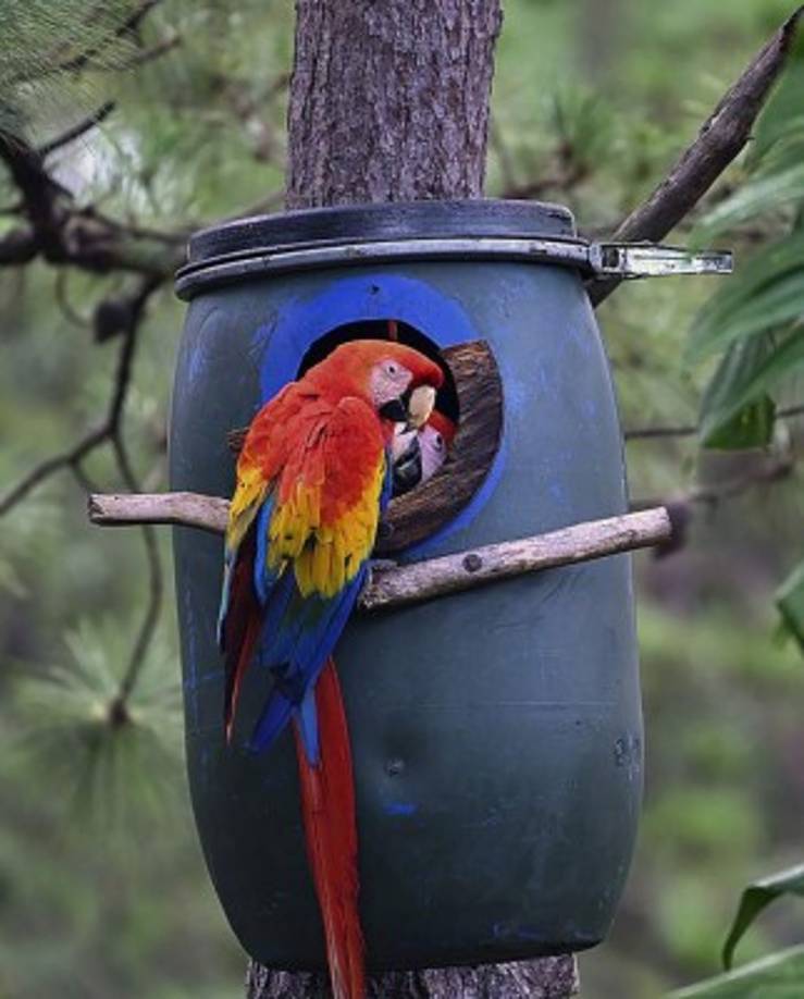 Nacieron en un bosque de coníferas, en la comunidad de Gracias, departamento de Lempira, unos 180 km al noroeste de Tegucigalpa y cerca al Parque Nacional Celaque de 26.000 hectáreas con exuberante vegetación y hábitat de 290 especies animales y 1.200 especies vegetales.