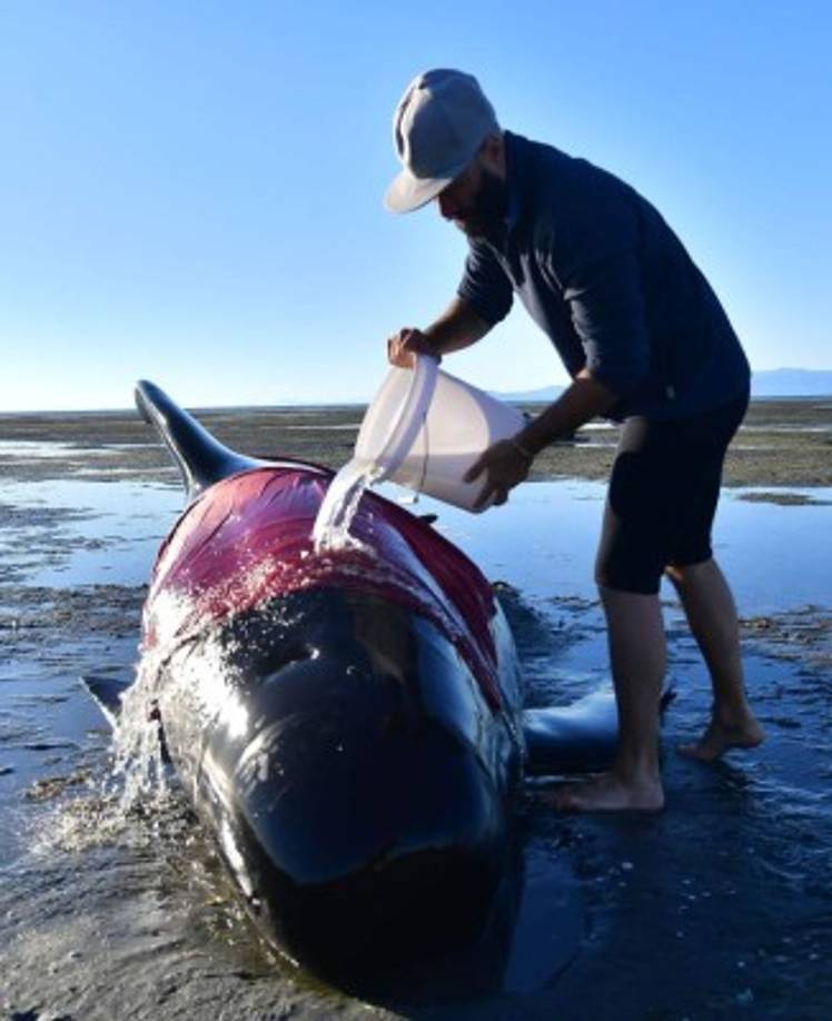 Incapaces de valerse por sí mismas en tierra, las ballenas pueden morir si pasan demasiado tiempo fuera del agua.