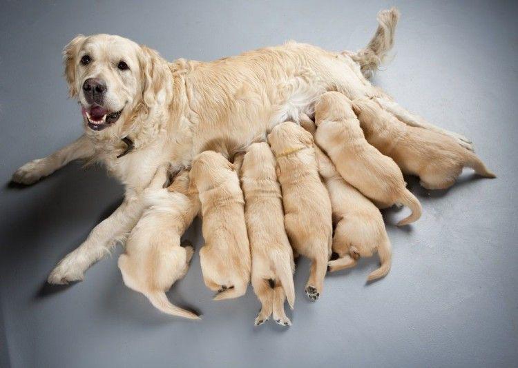 Los perros están entrando en una nueva fase de evolución, según la ciencia, ¿cuál es?