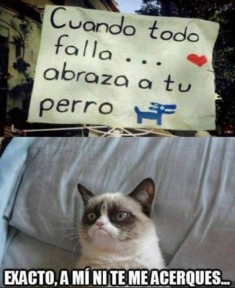 'Su talla pequeña y rostro famoso probablemente se debe a enanismo felino y su parte trasera se tambalea un poco cuando camina debido a este. Más allá de eso, ella es una gatita perfecta', dijo su dueña Tabatha.