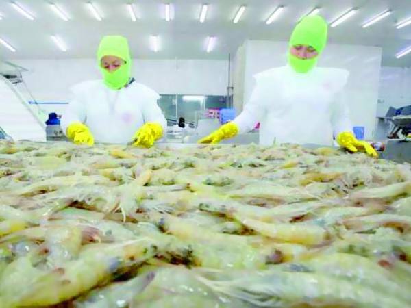 <b>Honduras exportó 8.</b>1 millones de libras de camarón de enero a mayo de 2024 a la Unión Europea.