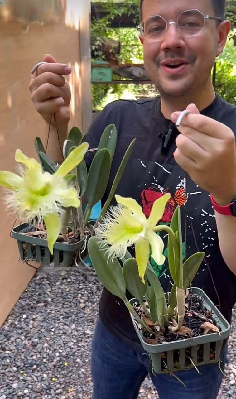 Dos orquídeas florecieron este mes de septiembre y hondureño invita a conocerlas