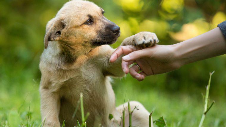 Los perros están entrando en una nueva fase de evolución, según la ciencia, ¿cuál es?