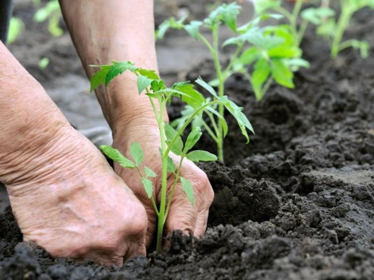 Ecoterapia: Beneficios de caminar descalzo, tocar plantas y bañar en un río