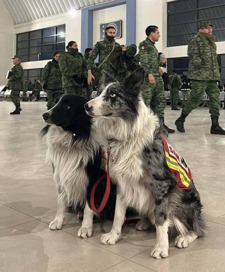 Balam y su hermano Orly son dos de los perros que andan rescatando personas en Turquía, ellos son hijo de otro héroe canino, Athos cuya muerte sacudió a México.