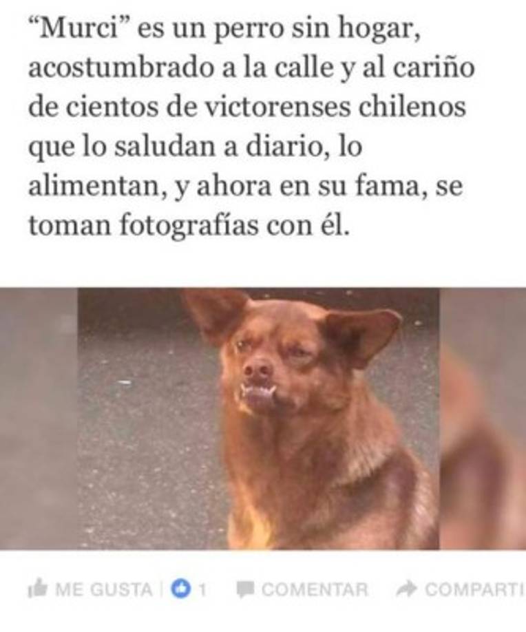 Aunque no todo es lágrimas y desgracias en la vida de Murci; los vecinos, al ver su fama, le llevan comida, regalos y aprovechan para tomarse la selfie con el famoso can.<br/>