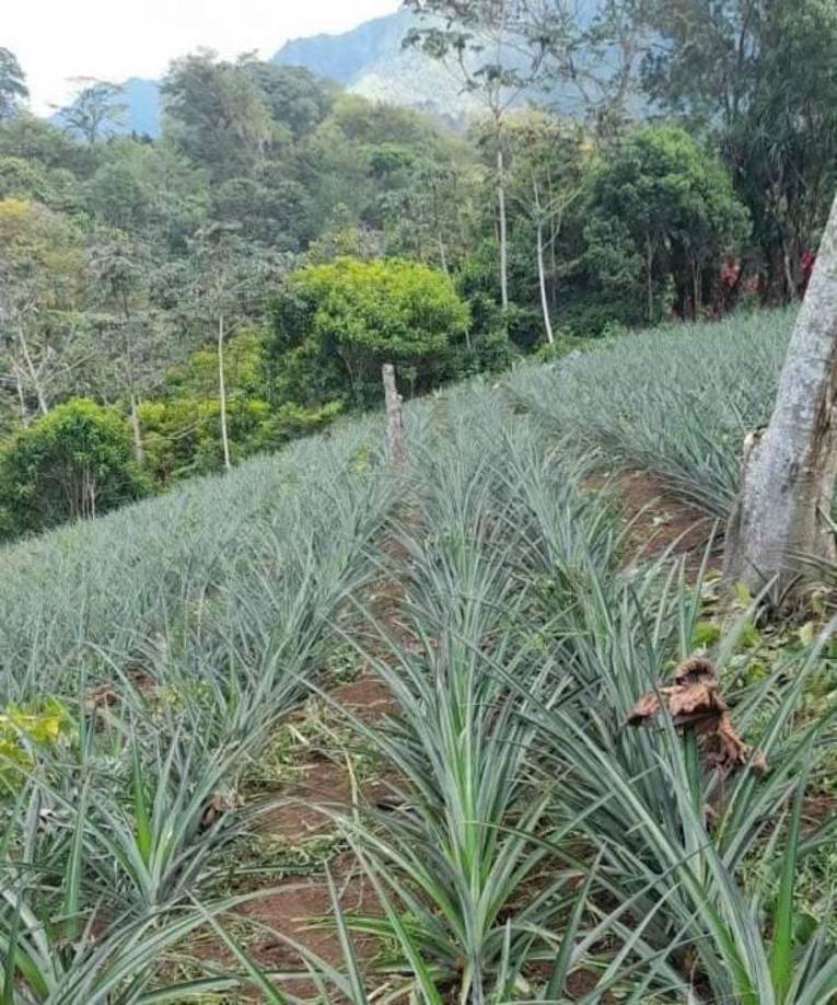 Este es el lugar en donde Francisco Martínez ha laborado en los últimos años en Santa Cruz de Yojoa.