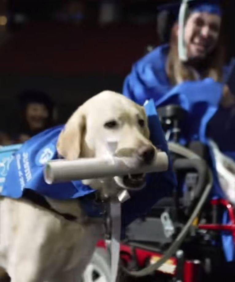 En la ceremonia de graduación, el rector de la universidad de Seton Hall, en Estados Unidos, entregó el diploma al perrito por acompañar siempre a su dueña Grace Mariani, ya que la joven no puede caminar.