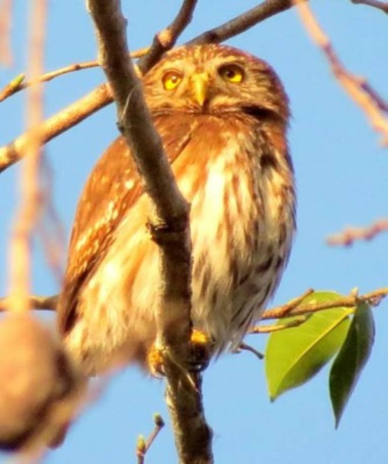 Aurora es un búho pigmeo que pertenece a las más numerosas especies de Centroamérica y América del Sur. Fotografía: Yobani Peraza.