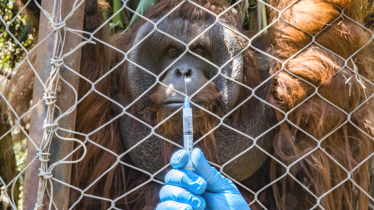Con 26 años de vida, Sandai es un ejemplar de orangután único en Sudamérica, con un gran potencial para la reproducción de una especie bajo amenaza crítica de extinción.