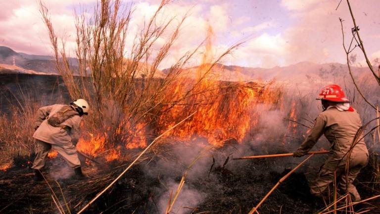 Los incendios forestales disminuyeron con relación al año 2020.