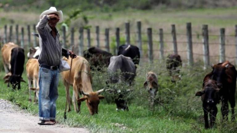 Un hombre cuida unas vacas en la aldea de Amarateca al norte de la ciudad de Tegucigalpa, el 28 de mayo de 2020.