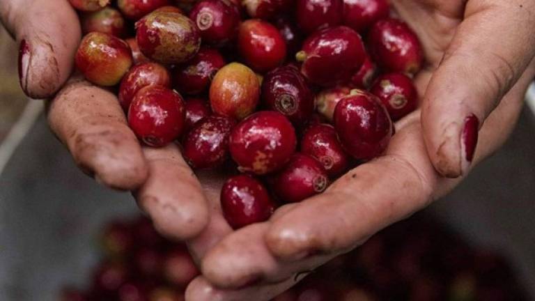 El país centroamericano vendió en los mercados exteriores 3,19 millones de quintales de café (sacas de 46 kilos), un 19,2 % menos que en la cosecha 2019-2020 (3,95 millones de quintales).