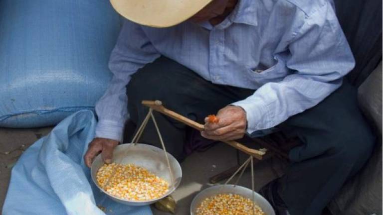 Un productor pesa granos de maíz.