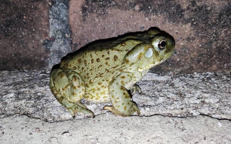 Un ejemplar del sapo “psicodélico”.