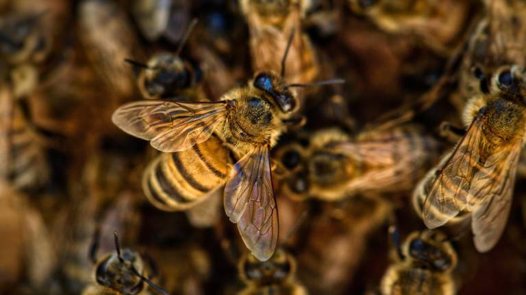 El pasado 13 de noviembre también falleció una ingeniera en Olancho por el ataque de abejas.