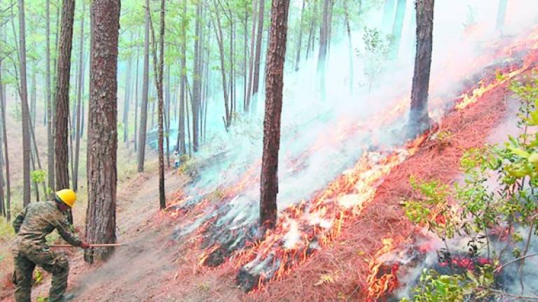 Cada día el Cuerpo de Bomberos recibe al menos 270 reportes de incendios forestales y en zacateras.