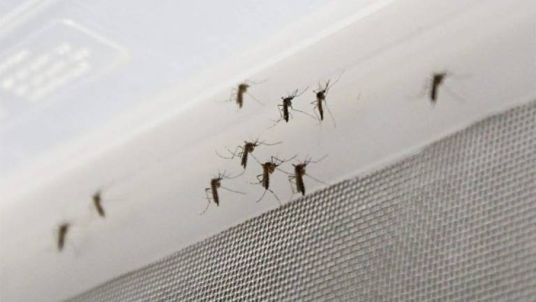 En otros tres sitios se harán pruebas con trampas para mosquitos tradicionales para comparar los resultados, según informó Oxitec, la empresa que ejecuta el proyecto. FOTO EFE