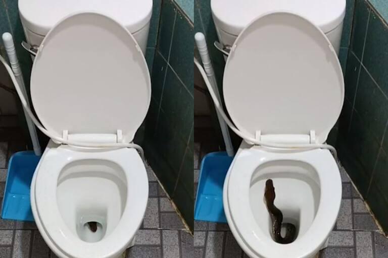 “Muy aterrador”: Mujer es mordida por serpiente escondida en el inodoro de su hogar