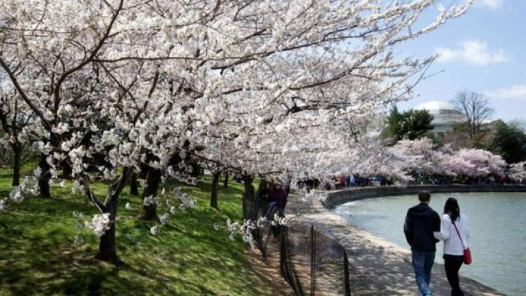 Varias personas caminan entre los cerezos florecidos, hoy, jueves 5 de abril de 2018, durante el Festival Nacional del Florecimiento de Cerezos, en la Cuenca Tidal de Washington (DC, EE.UU.). EFE
