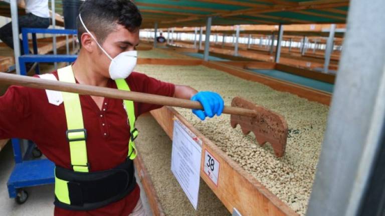 Un trabajador durante el proceso de secado de granos de café, una de las industrias beneficiadas con el proyecto.