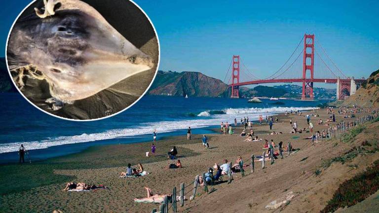 El animal fue encontrado en Ocean Beach en San Francisco.