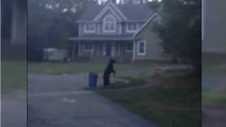 n redes sociales ya es viral el video de un oso que imita la forma de caminar de los humanos. Foto YouTube
