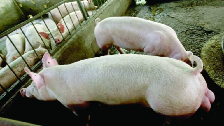 La peste porcina africana es una enfermedad viral contagiosa que afecta a los cerdos.