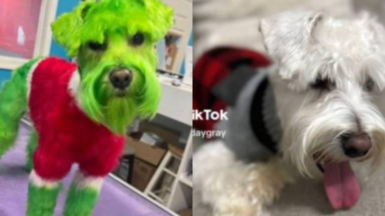 VIDEO: Tiktoker indigna por pintar su perro como el Grinch