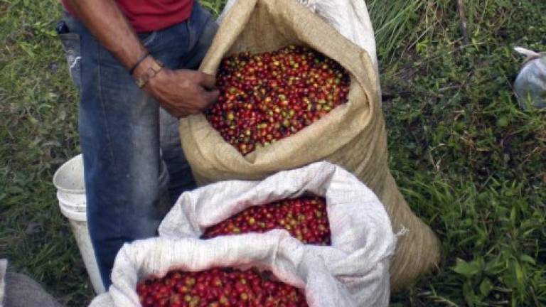 Resultado de una cosecha de café en Cabañas, Copán, uno de las comunidades referentes en la producción del grano.