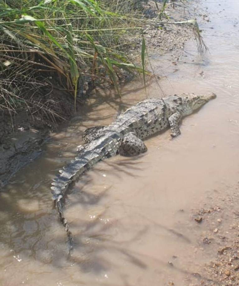 Según detalles de los Bomberos, el reptil tenía una medida de 2.23 metros de largo.