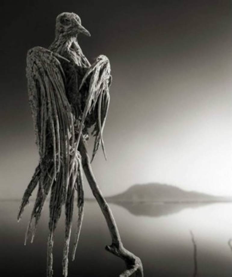 Debido a sus componentes, el agua de este lago es mortal para los animales, los únicos que pueden sobrevivir son los peces alcolapia alcalica (estos peces sólo se encuentran allí, no existen en otras partes del mundo) adaptados a sus duras condiciones y los flamencos enanos que se alimentan de las algas.<br/>En la imagen, una paloma calcificada.