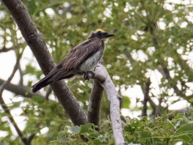 Avituristas locales y extranjeros pudieron avistar por primera vez en la historia un ave de la familia Tyrannidae en Guanaja, este tipo de pájaro no se había avistado nunca en Honduras ni en Centroamérica.