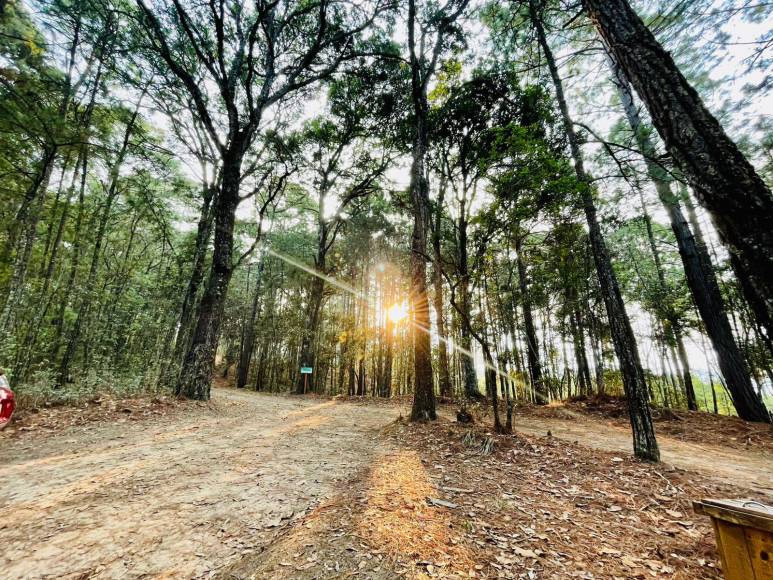 Los visitantes pueden explorar rutas que serpentean a través de bosques nubosos, que albergan una diversidad impresionante de flora y fauna en Intibucá.