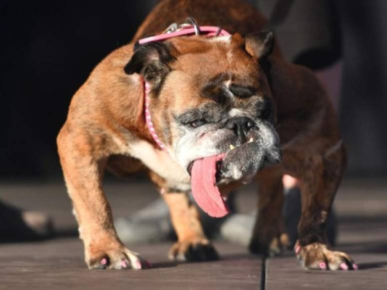 Con una lengua que le llega al suelo y baba que le desborda la boca, el bulldog Zsa Zsa se llevó el título de perro más feo del mundo.