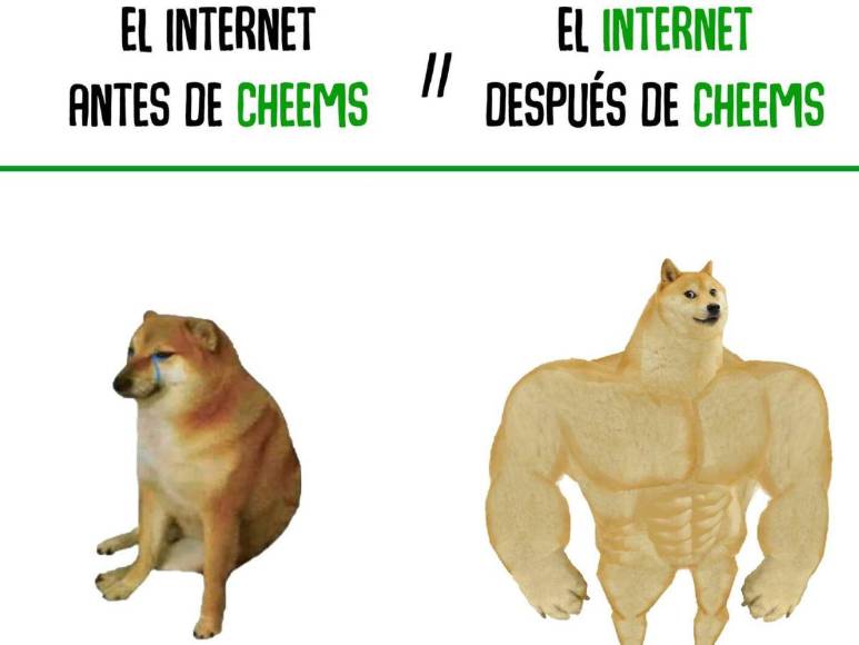 ¡Una ternura! Así era Cheems el perrito fallecido de los memes