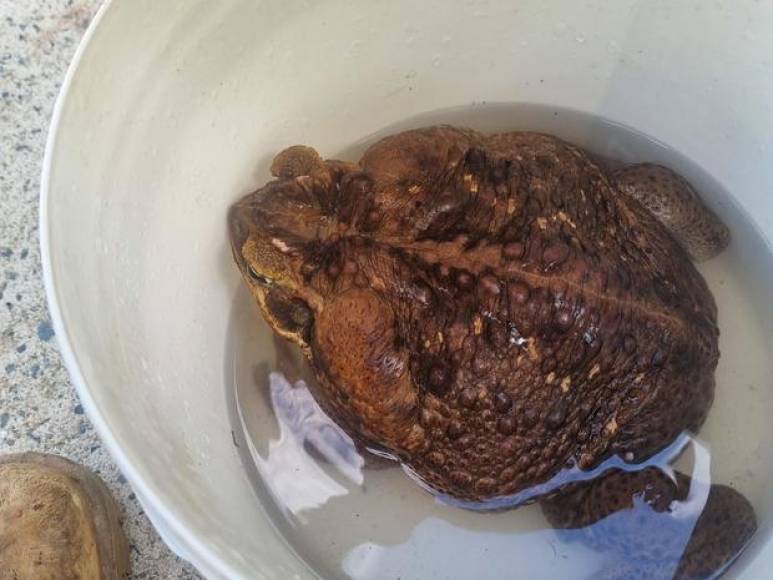 Autoridades ambientales de Australia explicaron que “Toadzilla” fue sacrificada debido al daño ambiental que causan este tipo de especies. 